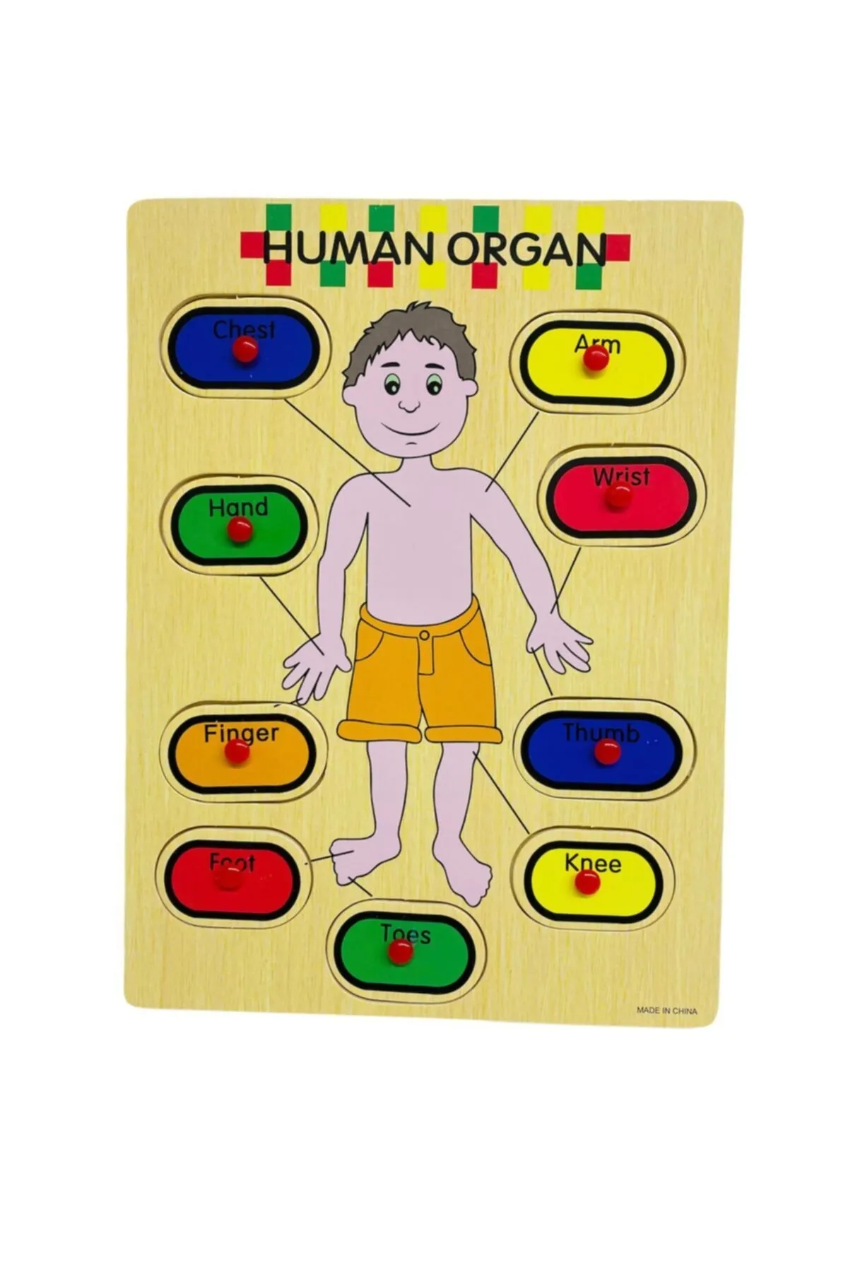 Ahşap Tutmalı İngilizce Organ İsimleri Puzzle