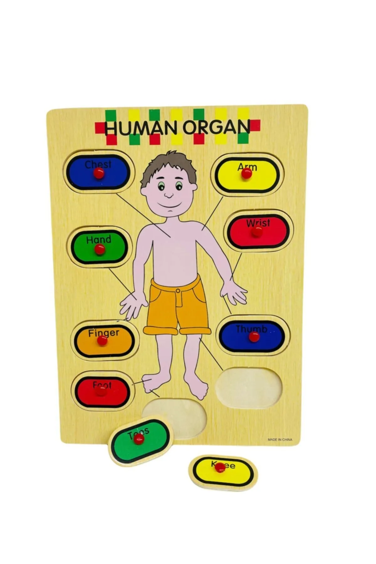 Ahşap Tutmalı İngilizce Organ İsimleri Puzzle